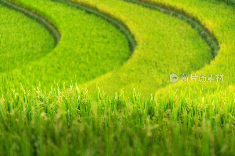 美丽的风景，绿色的稻田准备在越南西北部的梯田日落山在木仓寨，Yen Bai，越南